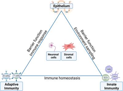 Crosstalk between epithelium, myeloid and innate lymphoid cells during <mark class="highlighted">gut homeostasis</mark> and disease